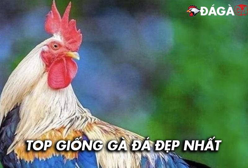 Top các giống gà đá đẹp nhất