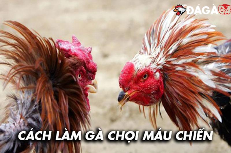 Hướng dẫn cách làm gà chọi máu chiến