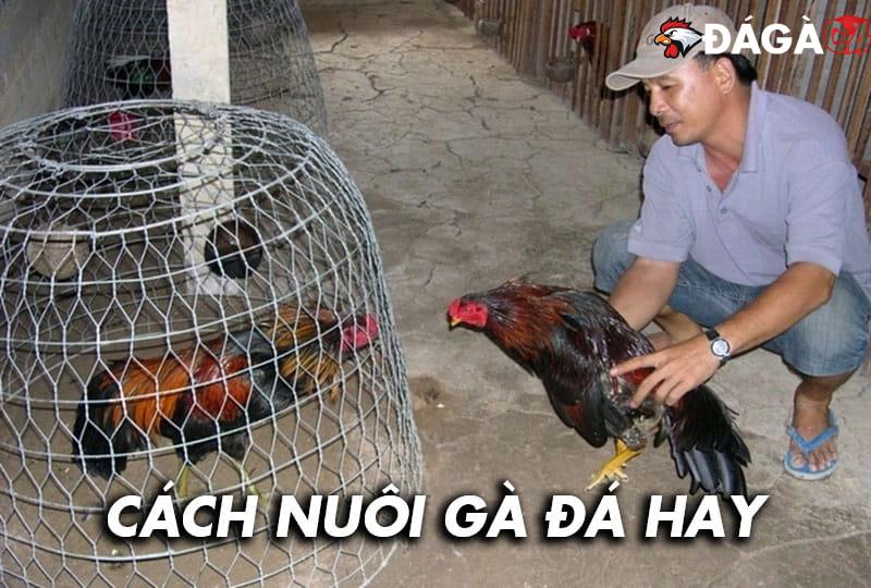 Cách nuôi gà đá cực hay