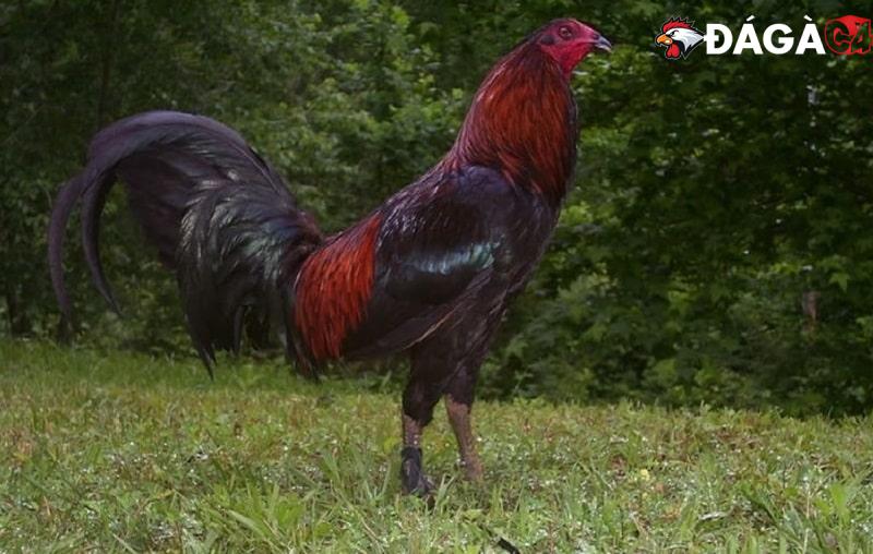 Hình dáng của gà Peru nổi tiếng 
